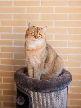 Kırmızı İskoç kedisi tuğla duvarın yanında oturuyor ve dikkatlice bakıyor.