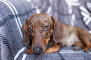 Ekoseye sarılı kahverengi bir dachshund kameraya bakıyor.