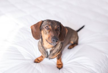 Yatakta soluk yatak örtüsü ve yastıklarla profilde oturan yaşlı, düz saçlı, bronz kırmızı daksund 'un seçici odak noktası.