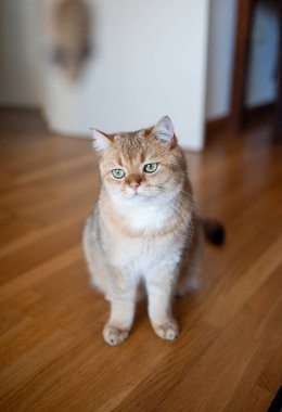 Güzel İskoç kedisi mutfakta yerde yatıyor..