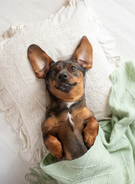 Şirin bir dachshund köpeği yeşil bir battaniyeyle kaplı beyaz bir yatakta uyur..