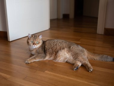 Beton zeminde yatan turuncu kedi..