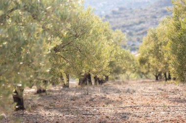 yeşil zeytin ağaçları Mart 'ta, İspanya Almerya