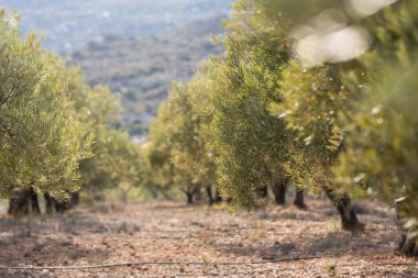 yeşil zeytin ağaçları Mart 'ta, İspanya Almerya