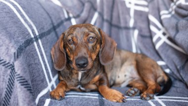 Ekoseye sarılı kahverengi bir dachshund kameraya bakıyor.