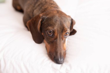 Beyaz yatakta sırtüstü uzanmış komik kahverengi köpek. Neşeli dachshund 'un keyfi yerinde.