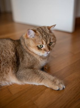 Ahşap zeminde yatan turuncu kedi