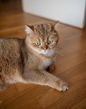 Ahşap zeminde yatan turuncu kedi