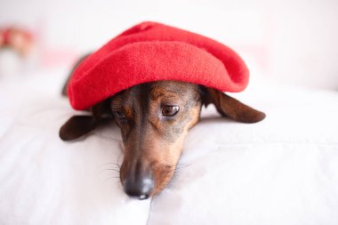 Siyah Dachshund Pembe Arkaplan Karşısında Kırmızı Berelik Giyiyor