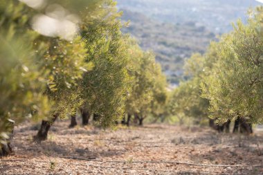 Yaz boyunca Puglia 'da Bisceglie ve Corato arasında bir zeytin ağacı tarlası manzarası