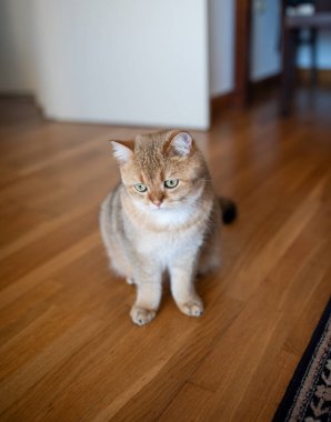 Komik kırmızı çizgili İskoç kedisi kanepede oturuyor..