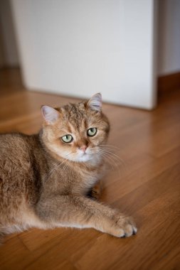 Altın kürklü evcil kedi ahşap zeminde dinleniyor büyüleyici yeşil gözlerini ve rahat duruşunu sergiliyor, sıcak ve davetkar bir atmosfer yaratıyor.