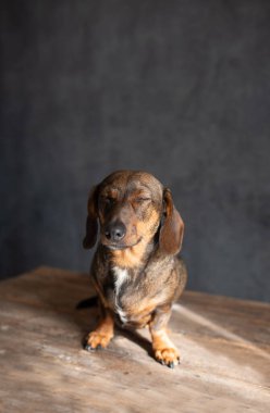 Gözleri kapalı küçük kahverengi köpek kırsal ahşap masada oturur, koyu dokulu bir arka plana karşı sakin bir yüz ifadesi sergiler, huzur ve rahatlama hissi uyandırır.