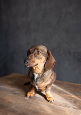 Yumuşak kulaklı küçük kahverengi köpek ahşap bir masada oturuyor, kameraya merakla bakıyor, neşeli doğasını ve ev ortamını vurguluyor.
