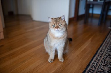 Açık kahverengi kürklü kedi, rahat bir iç mekanda ahşap bir zeminde oturuyor, sıcak bir ev atmosferinde sakin bir tavır sergiliyor ve tuhaf bir ifade sergiliyor.