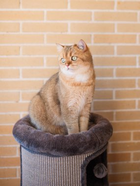 Altın kürklü evcil kedi yumuşak bir kedi ağacına tünemiş, sıcak tuğla bir duvarla, sıcak bir kapalı alanda çevresini gözlemliyor, dingin bir atmosfer yaratıyor.