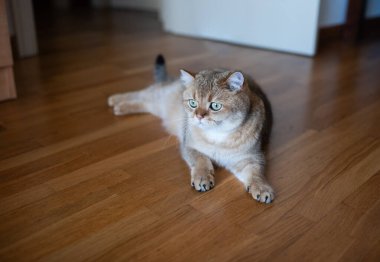 Yumuşak evcil kedi ahşap zemin üzerinde rahat bir şekilde yatıyor, çarpıcı yeşil gözleri ve rahat bir duruşu var, evcil hayvan severler için sıcak ve davetkar bir ortam yaratıyor.