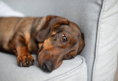 Kahverengi dachshund köpeği yumuşak gri bir kanepede uzanıyor, neşeli bir ifade ve rahat bir tavır sergiliyor, yaşam alanında sıcak ve davetkar bir atmosfer yaratıyor.