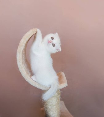 Beyaz kedi yavrusu kıvrımlı bir tırmalama direğine tırmanıyor, neşeli davranışlar ve merak sergiliyor, yumuşak dokuları ve sıcak atmosferi olan rahat bir iç mekanda.