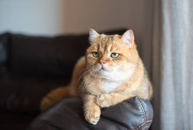 Altın kürklü evcil kedi deri koltukta dinleniyor, sakin bir ifade ve yeşil gözler sergiliyor, sıcak ve davetkar bir ev atmosferiyle çevrili.