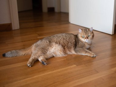 Kabarık tüylü, parlak yeşil gözlü, tahta zemine yayılmış evcil bir kedi.