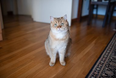 Yumuşak, yeşil gözlü evcil kedi, sıcak bir yuva ortamında ahşap zeminde oturuyor, neşeli ve meraklı bir kişilik yayıyor.