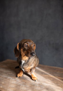 Büyüleyici dachshund köpeği kırsal bir tahta yüzeyde oturuyor, düşünceli bir şekilde bakıyor, bu türün eşsiz karakterini ve sıcaklığını vurguluyor.