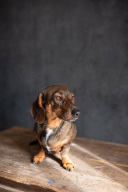 Kahverengi ve bronz kürklü Dachshund köpeği ahşap bir masada oturuyor, düşünceli görünüyor, bulanık bir arka planı var, büyüleyici ifadesini ve karakterini vurguluyor.