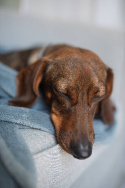Köpek yan yatmış, yastığın üzerinde dinleniyor. Gözleri kapalı ve nefes alışı sakin. Yatağında derin bir uykuda olduğunu gösteriyor. Doğal güneşli ışık.