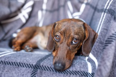 Kahverengi saçlı daksund stüdyoda duruyor..