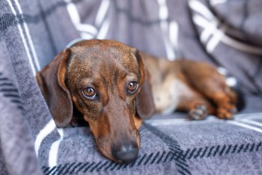 Gri arkaplanda kahverengi bir dachshund kameraya bakmaz..