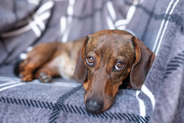 Kahverengi saçlı daksund stüdyoda duruyor..