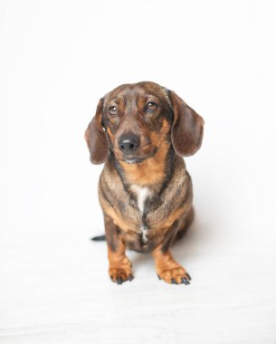 Kahverengi ve kahverengi kürklü Dachshund köpeği açık bir yüzeyde oturuyor, kameraya tuhaf bir ifadeyle bakıyor, neşeli bir atmosfer yaratıyor.