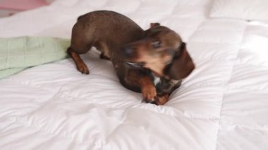 Dachshund cinsinden bir köpek, siyah ve bronz, patilerini kazıyor, dişlerini çekiyor, evdeki ya da köpek dostu bir otelde yatak örtüsüyle oynuyor.