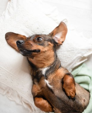 Gevşek kahverengi kulaklı köpek yumuşak bir yastıkta uzanıyor, neşeli bir tavır sergiliyor ve rahat bir ortam sergiliyor, evcil hayvan arkadaşlığının özünü yakalıyor.