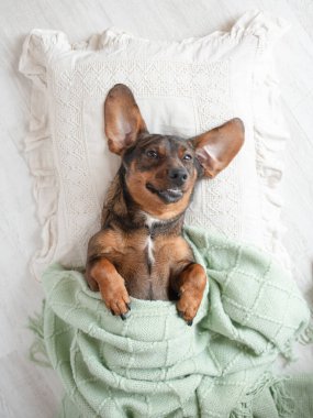 Oyuncu köpek, yumuşak yeşil bir battaniyeye sarılı dekoratif bir yastığın üzerinde rahatça dinleniyor ve evcil hayvan meraklıları için sıcak ve davetkar bir ortam yaratıyor.