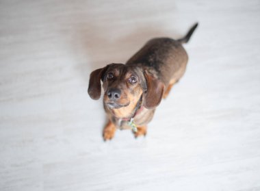 Sarkık kulaklı, neşeli küçük kahverengi köpek, kameraya bakıyor, kapalı bir alanda sıcak ve davetkar bir atmosfer yaratıyor.