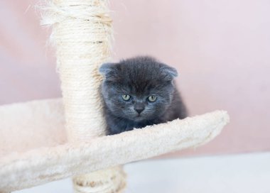 Yuvarlak yüzlü ve parlak gözlü gri kedi yavrusu yumuşak bir kedi ağacında dinleniyor. Evcil hayvan meraklıları ve hayvan severler için sıcak ve davetkar bir ortam yaratıyor.