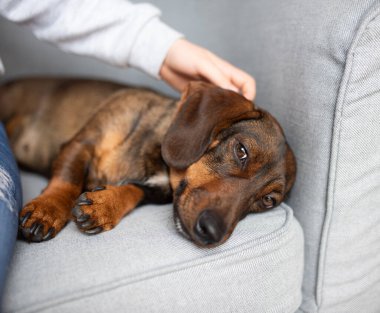 Kahverengi köpek rahat bir şekilde gri bir koltukta uzanıyor, bir insandan nazik bir ilgi görüyor, sıcak ve davetkar bir ortam yaratıyor, rahat bir yaşam alanında.