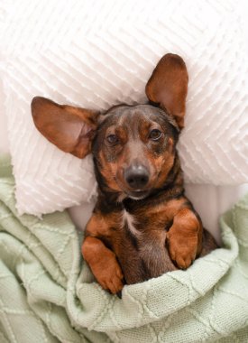 Büyük kulaklı kahverengi köpek kabarık beyaz bir yastığın üzerinde yatıyor, yeşil bir battaniyeye sarılıp sıcak ve davetkar bir rahatlama ve rahatlama sahnesi yaratıyor.