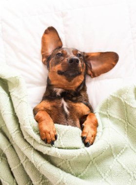 Büyük kulaklı neşeli kahverengi köpek yumuşak yeşil bir battaniyeye sarılıp sıcak ve davetkar bir ev ortamında rahatlatıcı bir ifade sergiliyor.