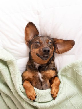 Büyük kulaklı köpek, rahat bir yatakta yumuşak yeşil bir battaniyeye sarılır, neşeli bir ifade sergiler ve sakin bir ortamda rahat bir tavır sergiler.