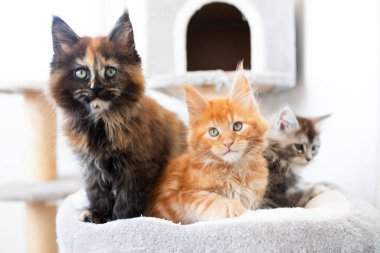 Çok renkli maine rakunu yavruları sıcak bir ev ortamında birlikte otururlar..