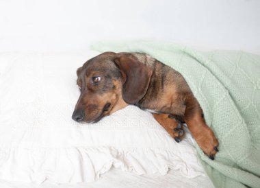 Dachshund insan yatağında sarılıp uyudu..