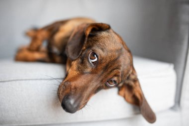 Little cute dachshund dog sleeping on armchair. An red-haired or ginger dachshund is resting on a grey fluffy blanket. High quality photo