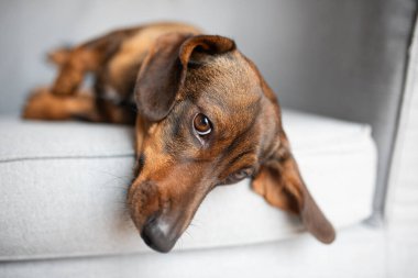 Şirin bir dachshund köpeği gri bir koltukta yatıyor..