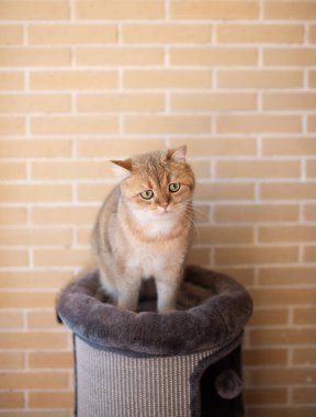 Kırmızı İskoç kedisi tuğla duvarın yanında oturuyor ve dikkatlice bakıyor..