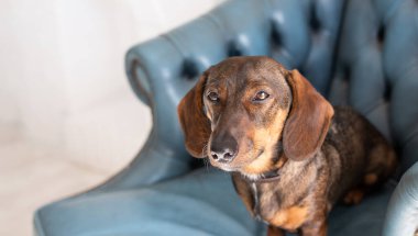 Dachshund köpeği mavi bir koltukta dinleniyor, büyüleyici ifadesini ve yumuşak kürkünü sergiliyor, odada sıcak ve davetkar bir atmosfer yaratıyor.