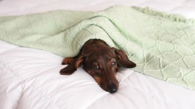 Dog sleeping peacefully under soft green blanket on cozy bed, showcasing warmth and comfort in a serene indoor environment with gentle textures and calming atmosphere