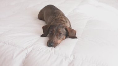 Brown dog lies peacefully on a fluffy white blanket, displaying a calm expression and relaxed posture, creating a cozy and inviting ambiance in the indoor space